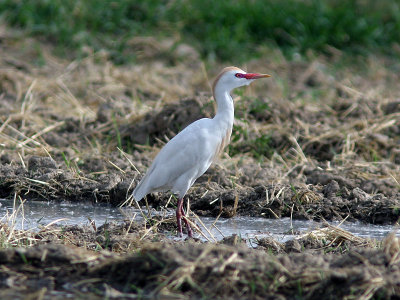 Kohger - Cattle Egret (Bubulcus ibis)