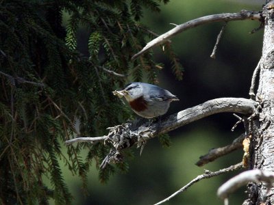 Krpers ntvcka - Krper's Nuthatch (Sitta krueperi)