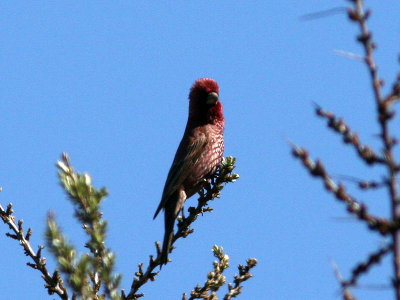 Strre rosenfink - Great Rosefinch (Carpodacus rubicilla)