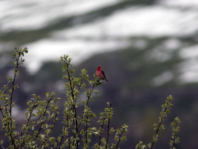 Rosenfink - Common Rosefinch (Carpodacus erythacus kubanensis)