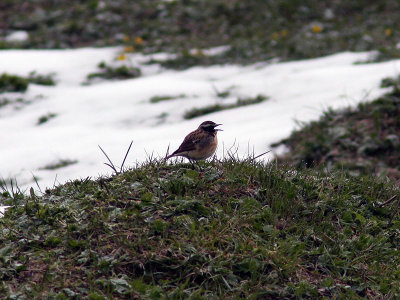 Buskskvtta - Whinchat (Saxicola rubetra)