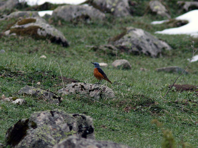 Stentrast - Rock Thrush (Monticola saxatilis)