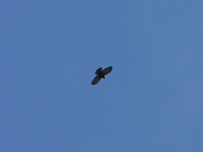 Alpkaja - Alpine Chough (Pyrrhocorax graculus)