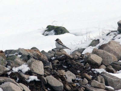 Snfink - White-winged Snowfinch (Montifringilla nivalis)