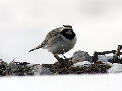 Berglrka - Horned Lark (Eremohila alpestris penicillata )