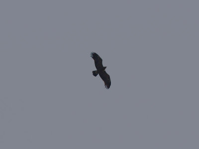 Mindre skrikrn - Lesser Spotted Eagle (Aquila pomarina)