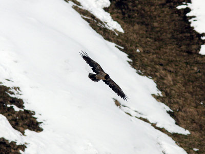 Lammgam - Lammergeier (Gypaetus barbatus)