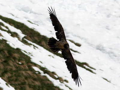 Lammgam - Bearded Vulture (Gypaetus barbatus)