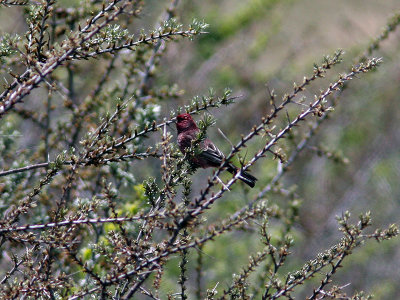Strre rosenfink - Great Rosefinch (Carpodacus rubicilla)