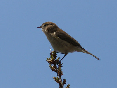 Berggransngare - Mountain Chiffchaff (Phylloscopus sindianus lorenzi)