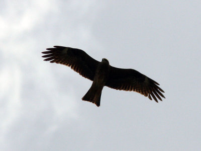 Brun glada - Black Kite (Milvus migrans)