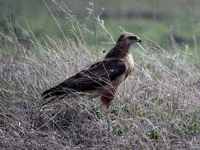 Stppvrk - Steppe Buzzard (Buteo buteo vulpinus)