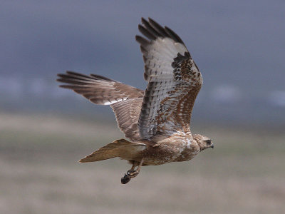 Stppvrk - Steppe Buzzard (Buteo buteo vulpinus)