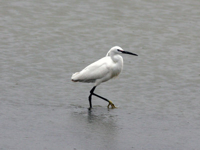 Silkeshger - Little Egret (Egretta garzetta)