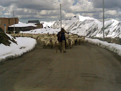 Sheep on the road...