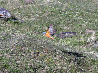 Stentrast - Rock Thrush (Monticola saxatilis)