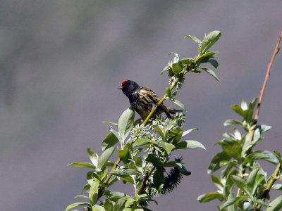 Rdpannad gulhmpling - Red-fronted Serin (Serinus pusillus)