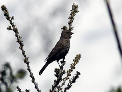 Strre rosenfink - Great Rosefinch (Carpodacus rubicilla)