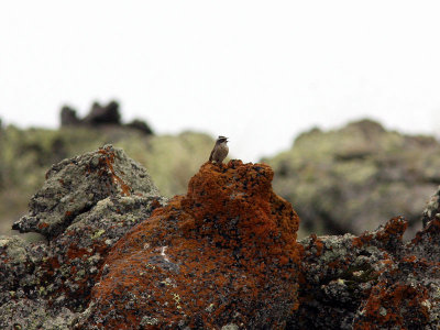 Svartkronad jrnsparv - Raddes Accentor (Prunella ocularis)