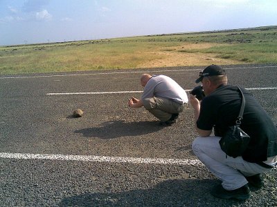 Paparazzi trying to photograph a turtle...