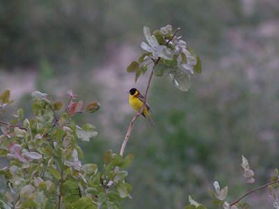 Svarthuvad sparv - Black-headed Bunting (Emberiza melanocephala)