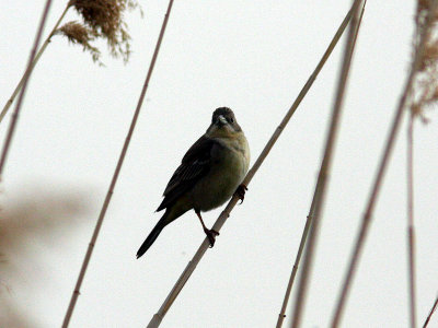 Svarthuvad sparv - Black-headed Bunting (Emberiza melanocephala)