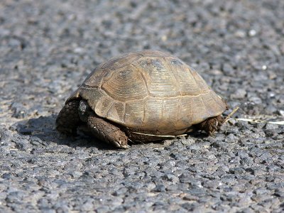 Grekisk landskldpadda - Hermanns Tortoise (Testudo hermanni)