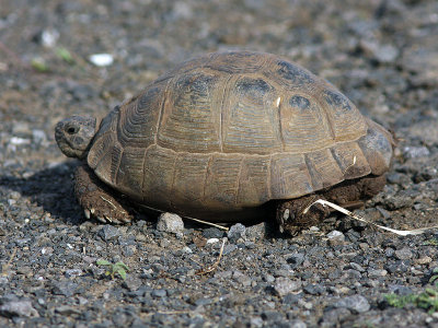 Grekisk landskldpadda - Hermanns Tortoise (Testudo hermanni)