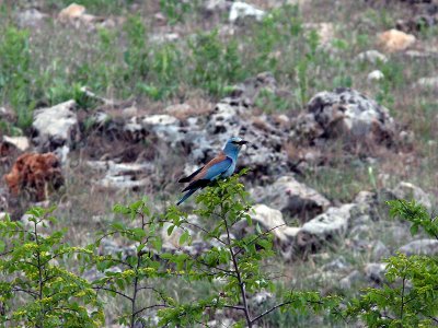 Blkrka - European Roller (Coracius garrulus)