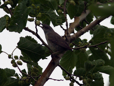 Hksngare - Barred Warbler (Sylvia nisoria)