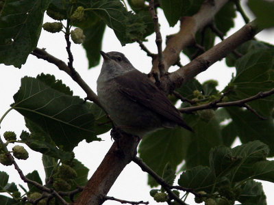 Hksngare - Barred Warbler (Sylvia nisoria)