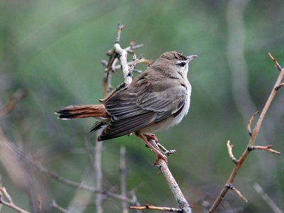 Trdnktergal - Rufous Bush Robin (Cercotrichas galactotes syriacus)