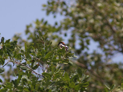 Rdhuvad trnskata - Red-headed Shrike (Lanius senator niloticus)
