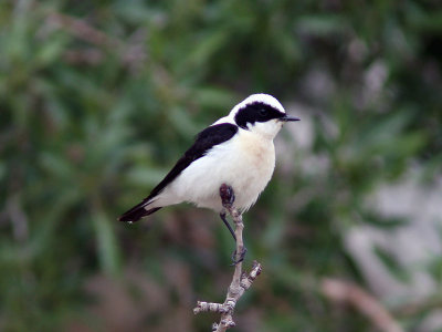 stlig Medelhavsstenskvtta - Black-eared Wheatear (Oenanthe melanoleuca)