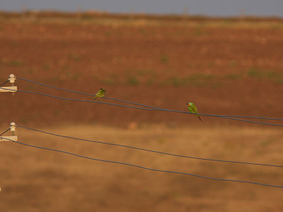 Grn bitare - Blue-cheeked Bee-eater (Merops persicus)