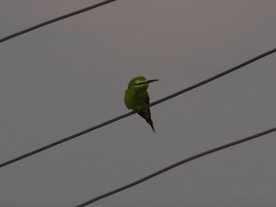 Grn bitare - Blue-cheeked Bee-eater (Merops persicus)