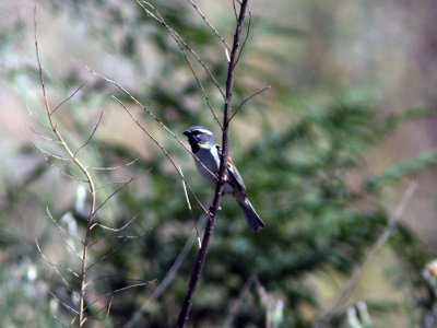 Tamarisksparv - Dead Sea Sparrow (Passer moabitucus)