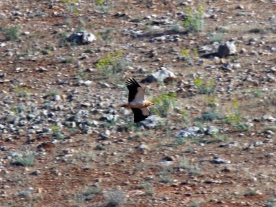 Smutsgam - Egyptian Vulture (Neophron percnopterus)