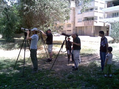 Swedish paparazzi taking photos of Striated Scoops Owl