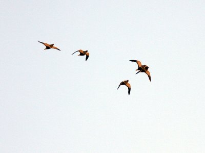 Svartbukig flyghna - Black-bellied Sandgrouse (Pterocies orientalis)