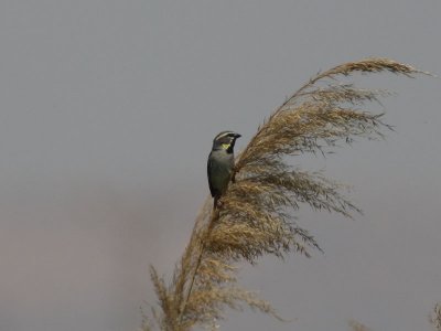 Tamarisksparv - Dead Sea Sparrow (Passer moabitucus)