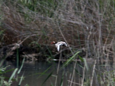 Rdhuvad dykand - Red-crested Pochard (Netta rufina)