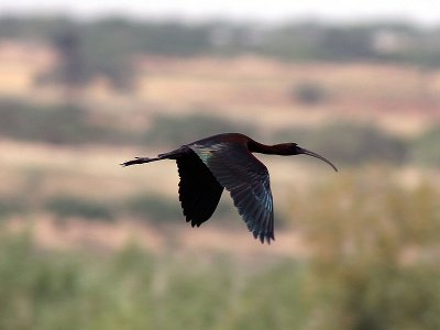 Bronsibis - Glossy Ibis (Plegadis falcinellus)