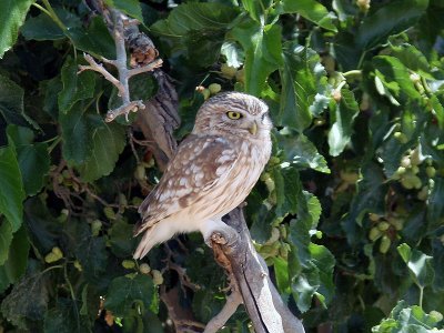 Minervauggla - Little Owl (Athene noctua lilith)