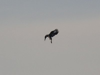 Grfiskare - Pied Kingfisher (Ceryle rudis)