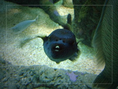 Black Fish with Teeth