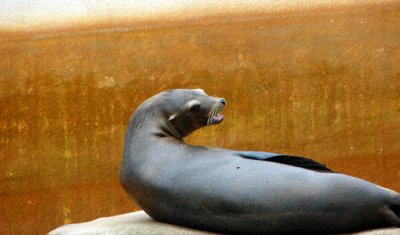 California Seal
