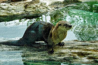North American River Otter 1