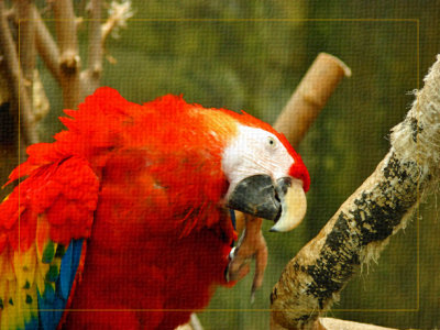 Scarlet Macaw 1