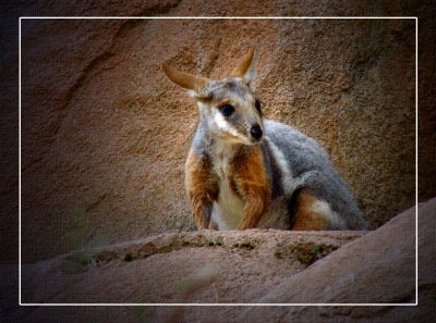 Wallaby